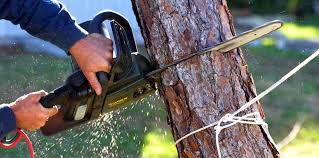  Connersville, IN Tree Removal Pros