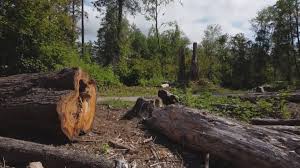 Best Firewood Processing and Delivery  in Connersville, IN