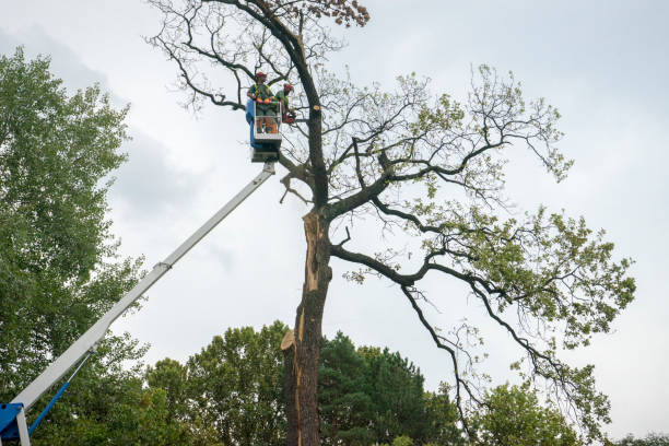 Best Tree Cabling and Bracing  in Connersville, IN