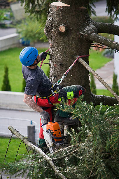 Best Seasonal Cleanup (Spring/Fall)  in Connersville, IN