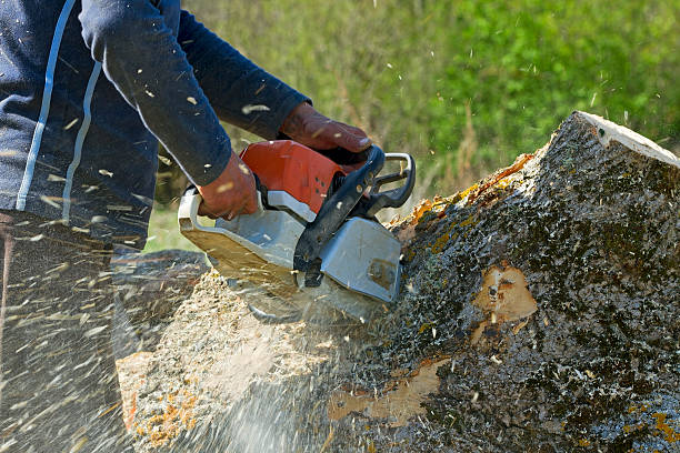 Best Tree Preservation Services  in Connersville, IN